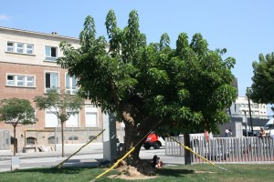 arbol-atado arbol-atado